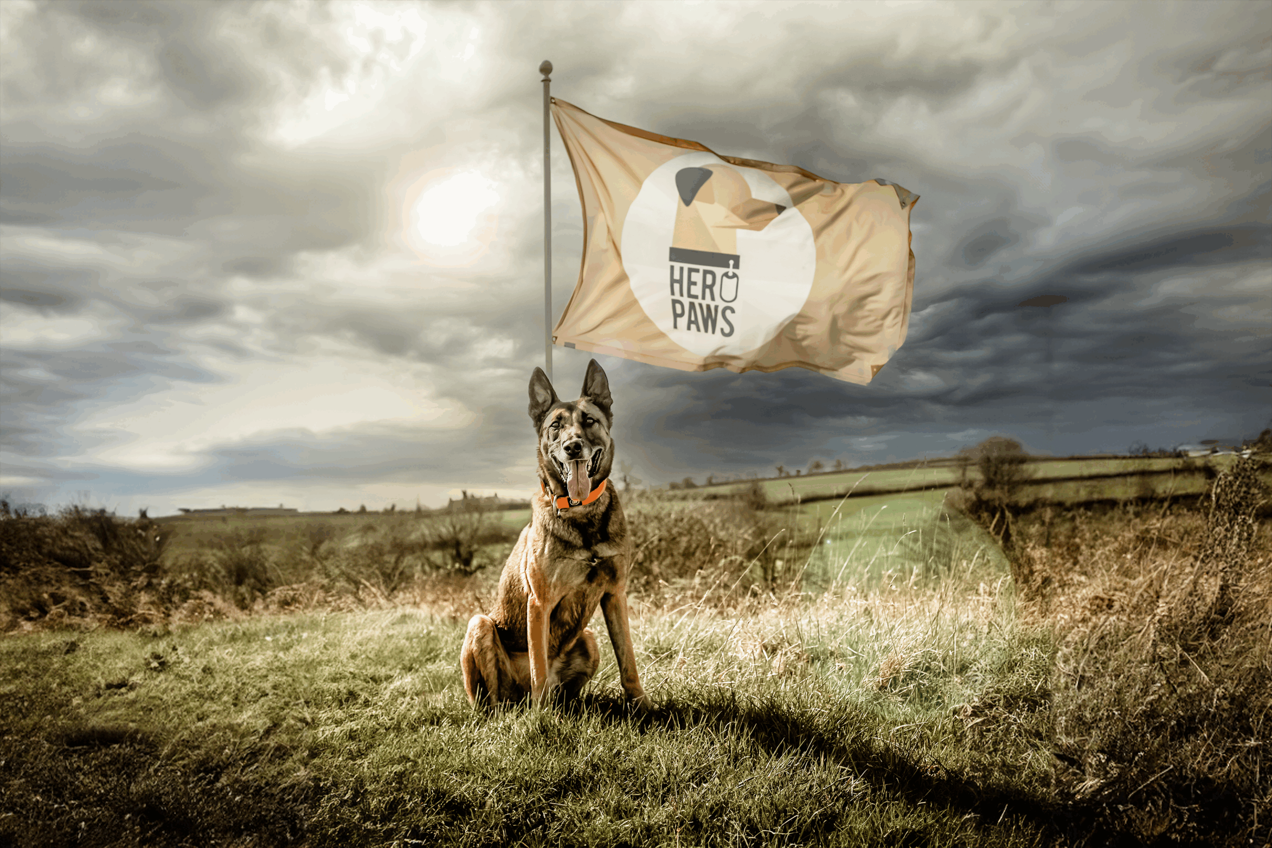 Hero military dog in a field